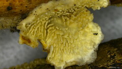 Basidiomycota