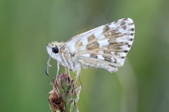 Pyrgus armoricanus