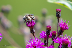 Melissodes druriellus