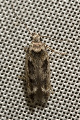 Caryocolum fischerella