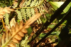 Echthromorpha intricatoria