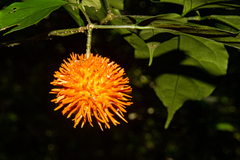 Tabernanthe elliptica
