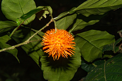 Tabernanthe elliptica