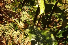 Echthromorpha intricatoria