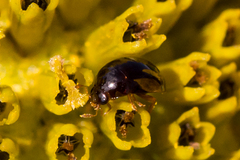 Phalacridae