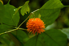 Tabernanthe elliptica