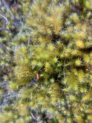 Breutelia substricta