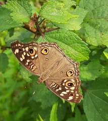 Junonia lemonias