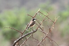 Oenanthe pileata pileata