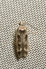 Caryocolum fischerella
