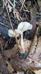 Agaricales
