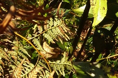 Echthromorpha intricatoria