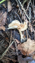 Agaricales