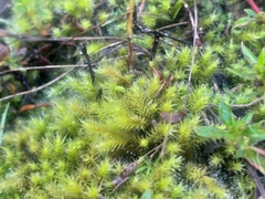 Breutelia substricta