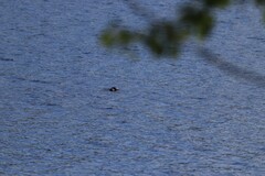 Pusa hispida saimensis