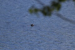 Pusa hispida saimensis