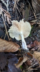 Agaricales