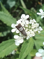 Grapholita compositella