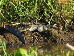 Crocodylus moreletii