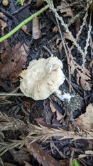 Agaricales