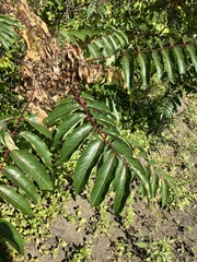 Ailanthus altissima