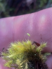 Breutelia substricta