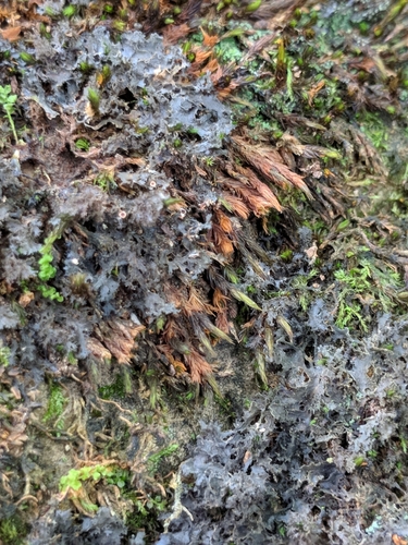 Leptogium lichenoides image