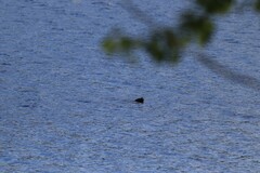 Pusa hispida saimensis