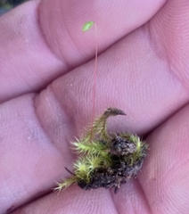 Breutelia substricta