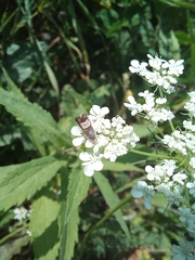 Grapholita compositella