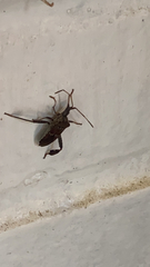 Leptoglossus clypealis