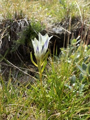 Gentiana algida