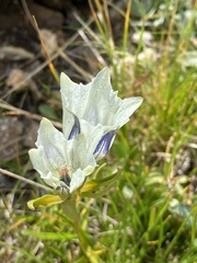 Gentiana algida