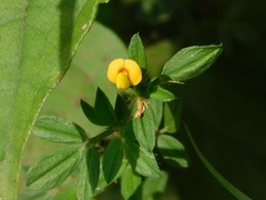 Stylosanthes