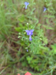 Trichostema dichotomum