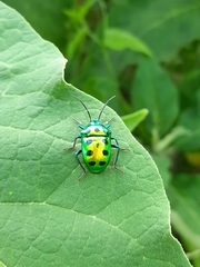 Chrysocoris purpureus
