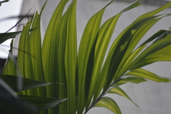 Pinanga