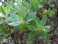Arctostaphylos virgata