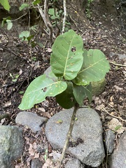 Coccoloba barbadensis