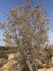 Croton gratissimus gratissimus
