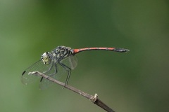 Agrionoptera insignis