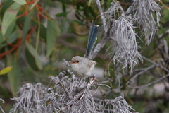 Malurus pulcherrimus