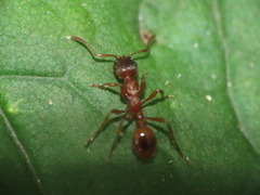 Myrmica rubra