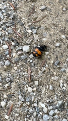 Nicrophorus vespilloides