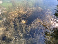 Potamogeton pusillus