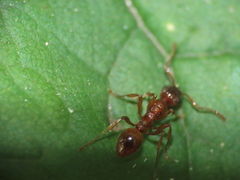 Myrmica rubra