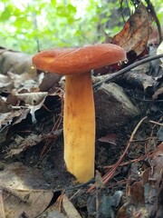 Lactifluus
