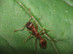 Myrmica rubra