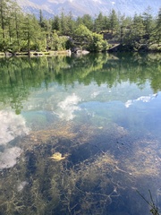 Potamogeton pusillus