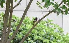 Phoenicurus auroreus